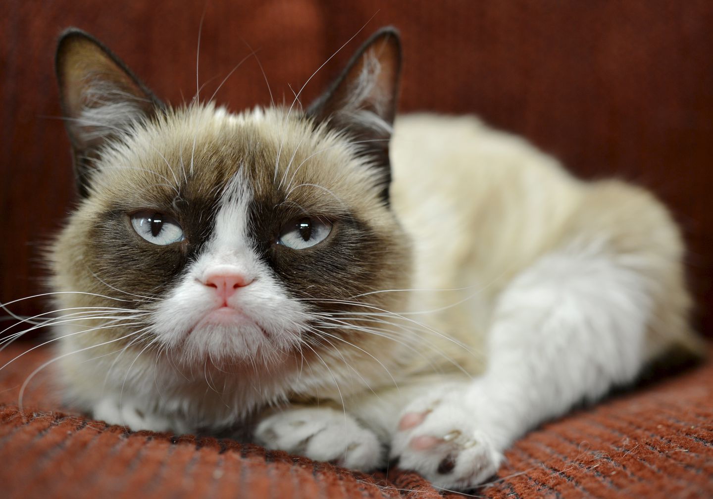 Grumpy Cat