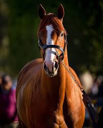 Justify, front